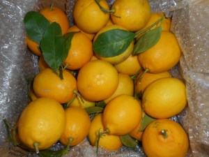 lemon delivery box 001