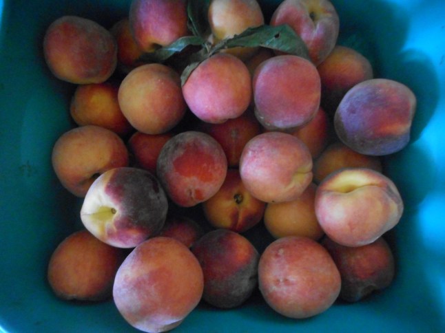 mass upload 8-22-16 557