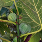 white_kadota_fig_tree