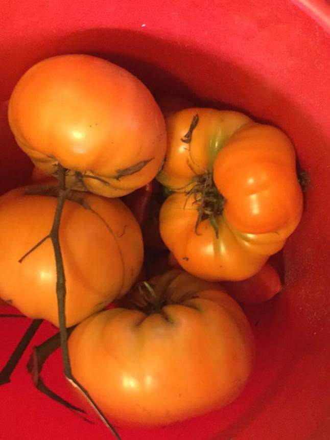 golden tomatoes in bucket