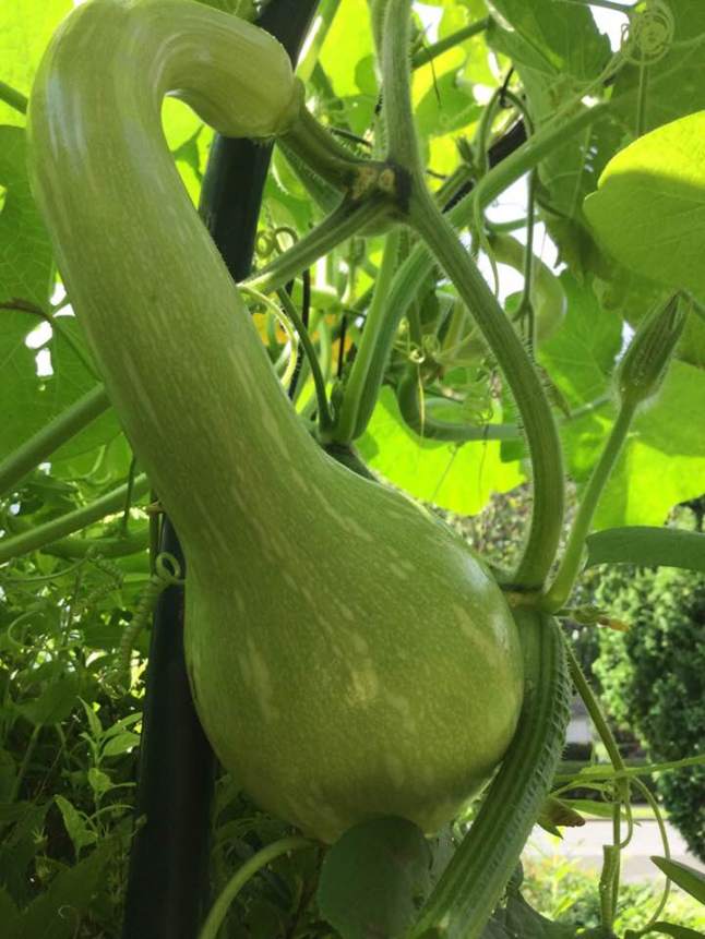 gorguta squash