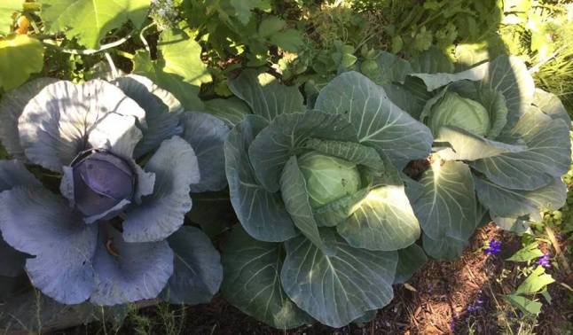 cabbages